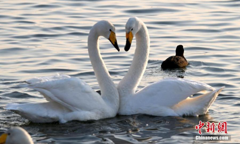 A pair of whooper swans share an intimate moment at Yinghua Lake, Rongcheng city in east China's Shandong Province, Feb. 21, 2022. (Photo: China News Service/Yang Zhili)
