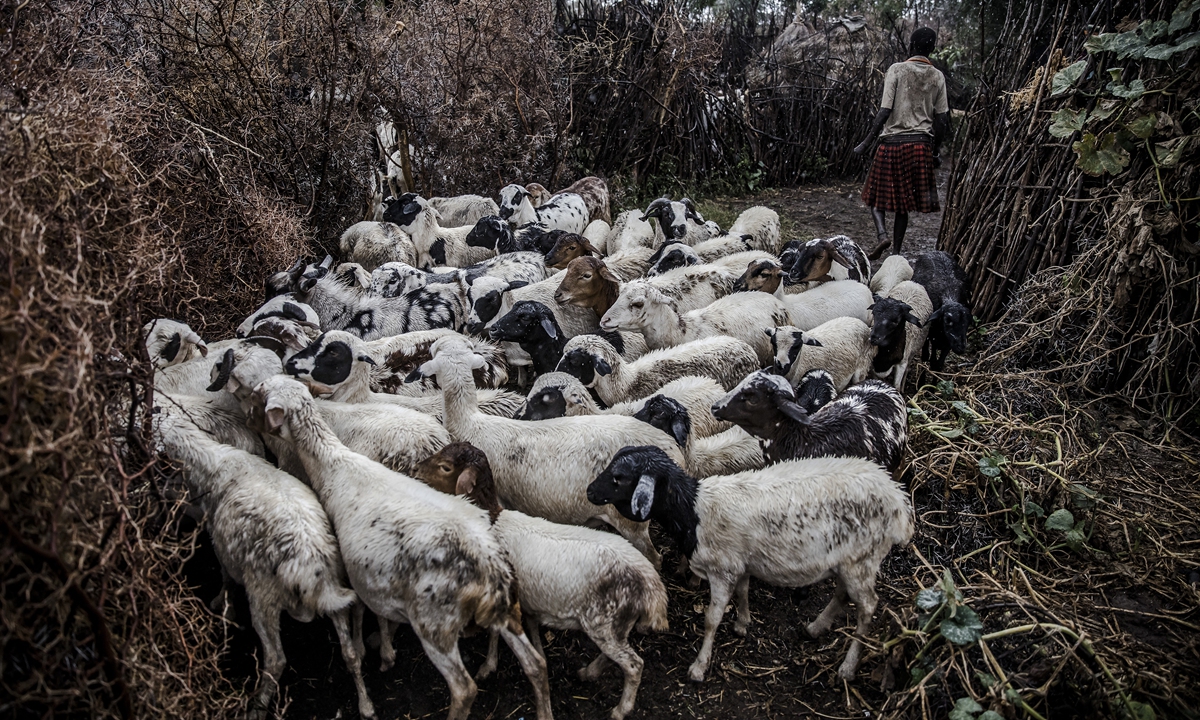 A goat herd belonging to a Karamojong family gather under the rain at a village in Rupa, Uganda near the Kenya-Uganda border on January 29, 2020. Photo: AFP