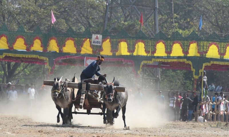 Young farmers participate in a bullock cart race in Mysore, Karnataka state, India, Feb. 20, 2022.Photo:Xinhua