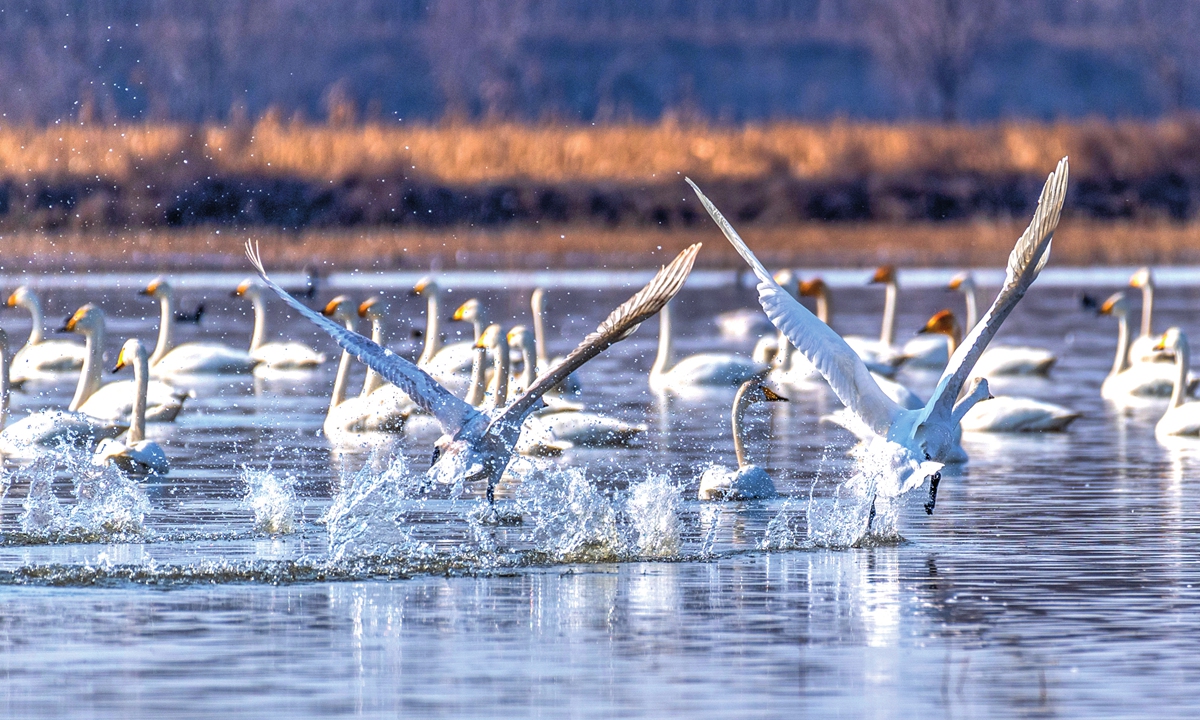 A few white swan flying in Yellow River Delta Wetland of Yuncheng, East China's Shandong Province on February 20.
