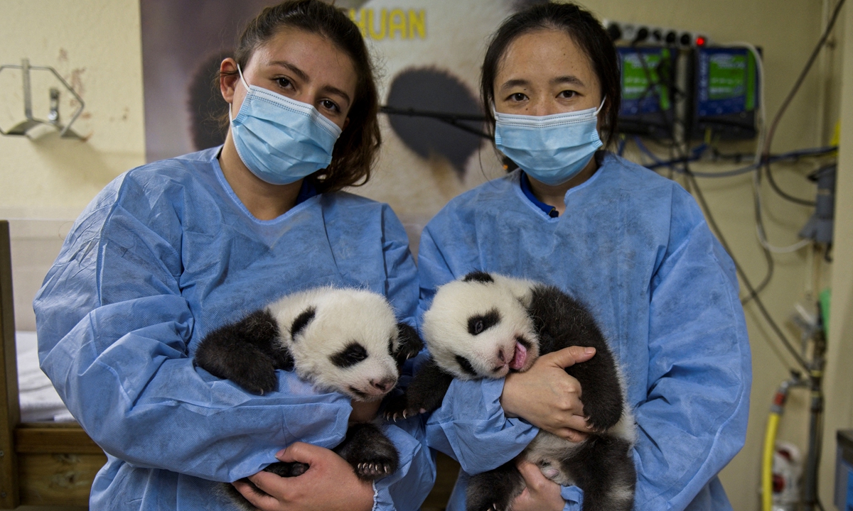 French and Chinese caretakers hold two panda cub twins at The Beauval Zoo in France on September 30, 2021. Photo: AFP