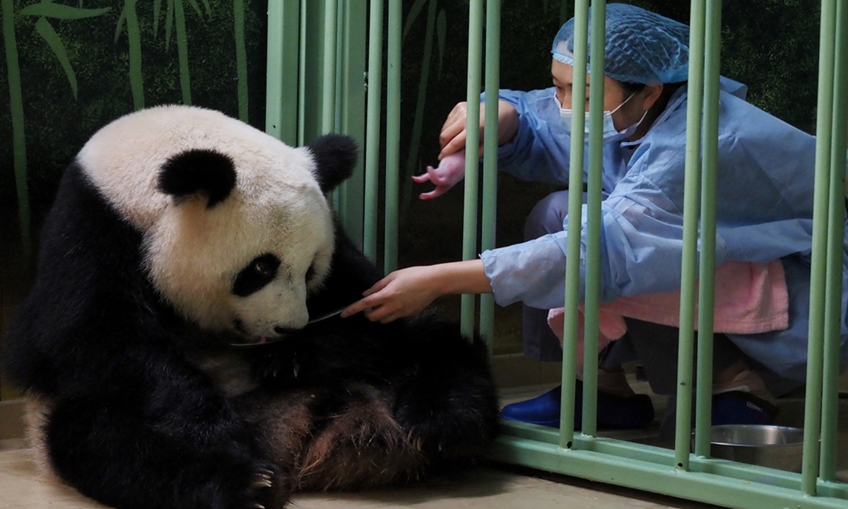 A Chinese caretaker handles a cub after the female panda Huan Huan, which means Happy in Chinese, gave birth at the Beauval Zoo on August 2, 2021.