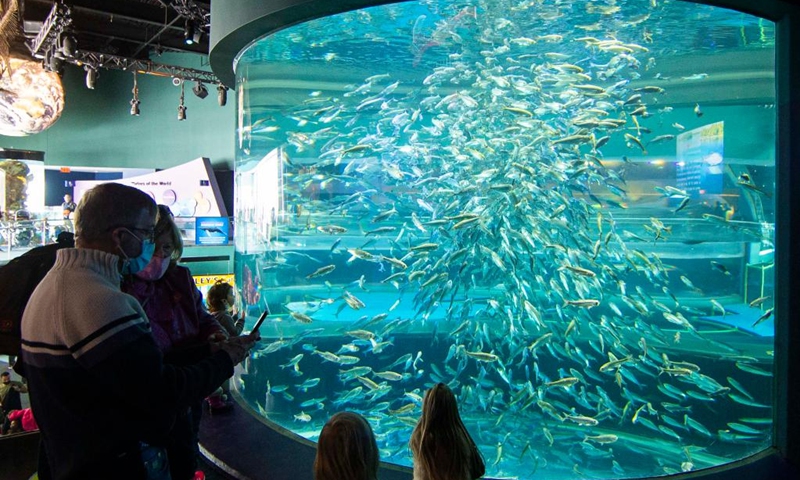 Visitors look at alewives in a water tank at Ripley's Aquarium of Canada in Toronto, Canada, on Feb. 21, 2022. The Ripley's Aquarium of Canada drew many families to celebrate Family Day on Monday. (Photo: Xinhua)