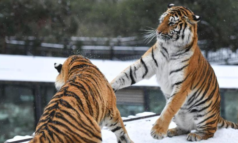 Two Siberian tigers have a good time in the snow at Yunnan Wild Animal Park in Kunming, southwest China's Yunnan Province, Feb. 22 , 2022. (Photo: China News Service/Liu Ranyang)