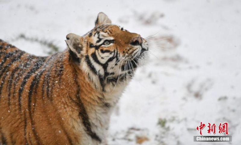Two Siberian tigers have a good time in the snow at Yunnan Wild Animal Park in Kunming, southwest China's Yunnan Province, Feb. 22 , 2022. (Photo: China News Service/Liu Ranyang)