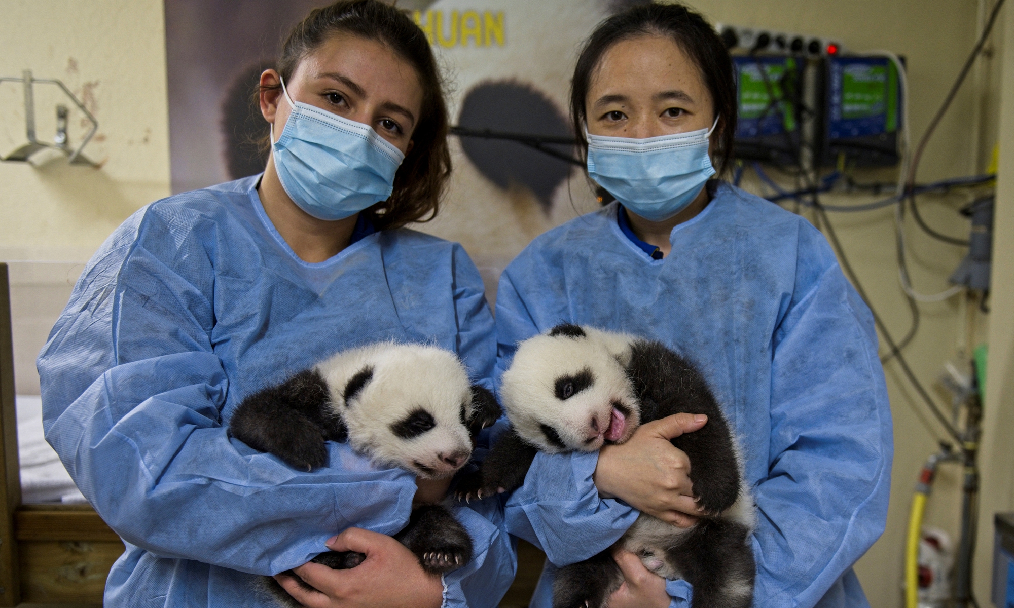 Giant panda-lending program widely endeared among animal and peace lovers  despite frail voice of politicization - Global Times