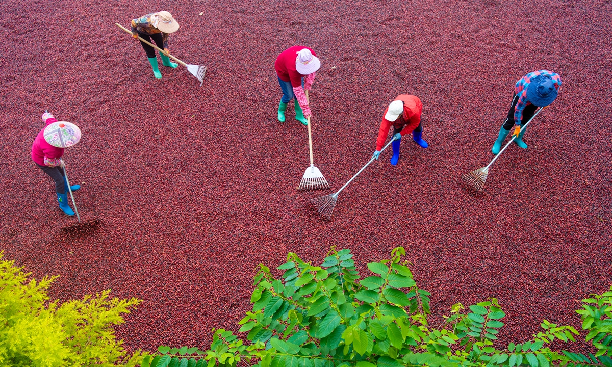Workers in Wanning, South China's Hainan Province dry coffee beans inside a research facility on February 26, 2022. China's coffee market is on a fast track. A Deloitte report in 2021 estimated that the country will have 123,000 coffee shops by 2023. Photo: VCG