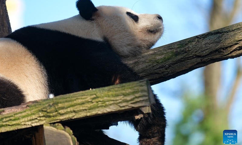Giant panda Tian Bao takes a rest at the Pairi Daiza zoo in Brugelette, Belgium, Feb. 23, 2022.Tian Bao, the very first giant panda born in 2016 in Belgium, will be able to stay at the Pairi Daiza zoo in Belgium in 2022, according to a press release published by the zoo on Thursday.(Photo: Xinhua)