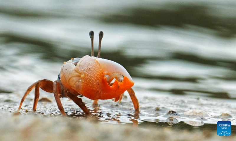 A fiddler crab forages for food at Singapore's Pulau Hantu on Feb. 27, 2022. (Photo by Then Chih Wey/Xinhua)