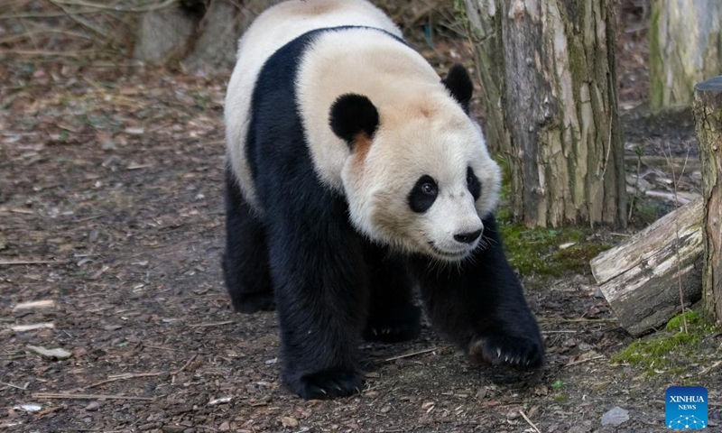 Giant panda Tian Bao walks at the Pairi Daiza zoo in Brugelette, Belgium, Feb. 23, 2022.Tian Bao, the very first giant panda born in 2016 in Belgium, will be able to stay at the Pairi Daiza zoo in Belgium in 2022, according to a press release published by the zoo on Thursday.(Photo: Xinhua)