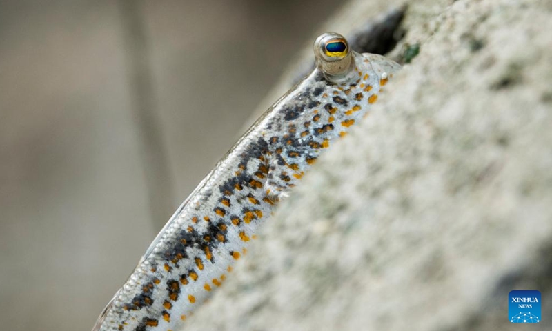 A mudskipper is seen at Singapore's Pulau Hantu on Feb. 27, 2022. (Photo by Then Chih Wey/Xinhua)