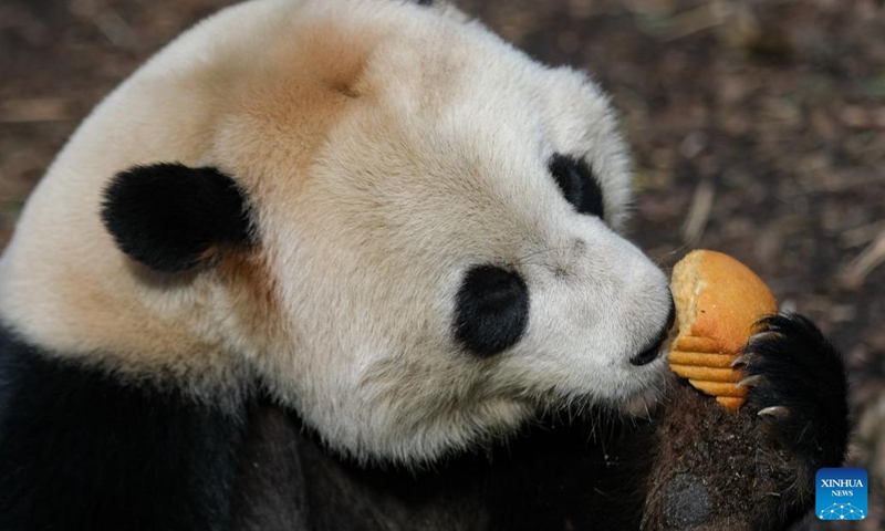Giant panda Tian Bao eats at the Pairi Daiza zoo in Brugelette, Belgium, Feb. 23, 2022.Tian Bao, the very first giant panda born in 2016 in Belgium, will be able to stay at the Pairi Daiza zoo in Belgium in 2022, according to a press release published by the zoo on Thursday.(Photo: Xinhua)