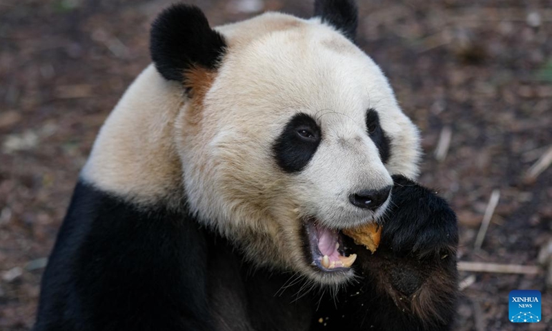 Giant panda Tian Bao eats at the Pairi Daiza zoo in Brugelette, Belgium, Feb. 23, 2022.Tian Bao, the very first giant panda born in 2016 in Belgium, will be able to stay at the Pairi Daiza zoo in Belgium in 2022, according to a press release published by the zoo on Thursday.(Photo: Xinhua)