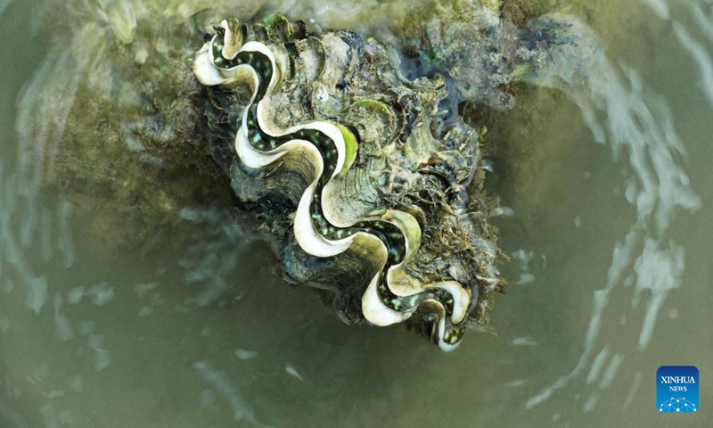 A clam is seen at Singapore's Pulau Hantu on Feb. 27, 2022. (Photo by Then Chih Wey/Xinhua)