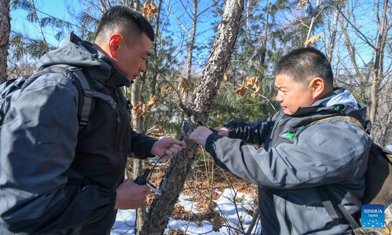 Park rangers adjust a monitor camera in Northeast China Tiger and Leopard National Park in northeast China, Feb 23, 2022.Photo:Xinhua