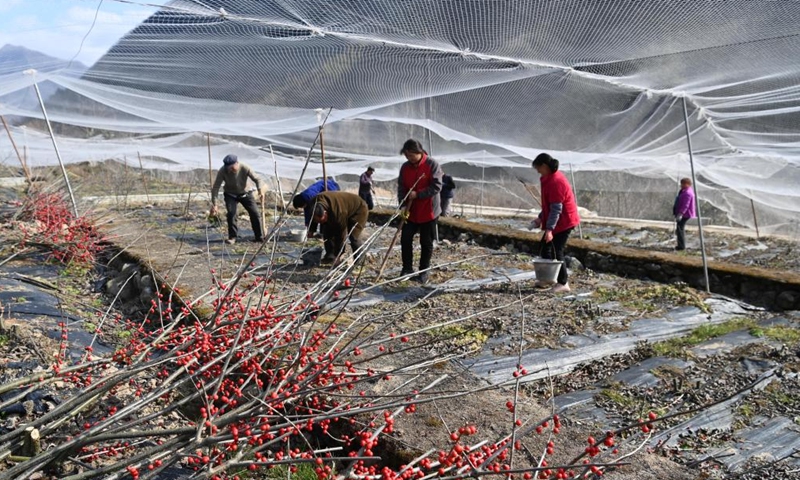 Villagers work at a flower cultivation base in Shaba Village of Liuba County in Hanzhong, northwest China's Shaanxi Province, Feb. 24, 2022.Photo:Xinhua