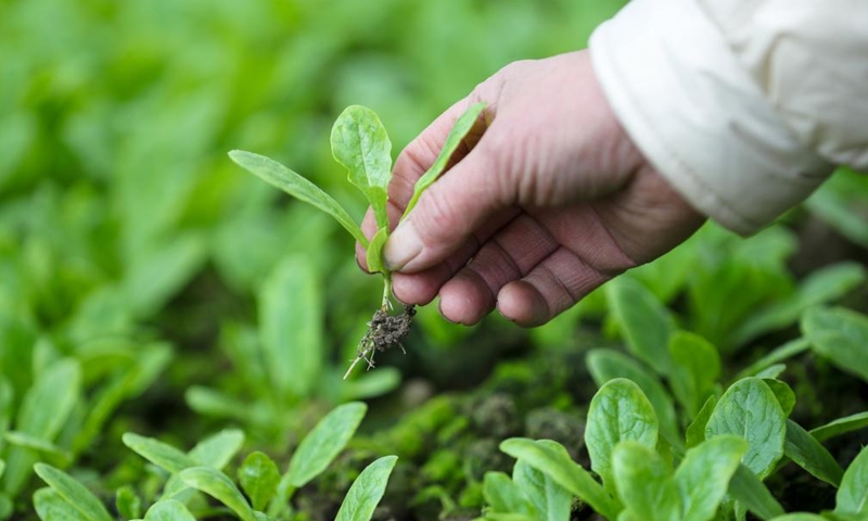 A villager works in a field in Xindian Town of Yuping Dong Autonomous County in Tongren City, southwest China's Guizhou Province, Feb. 21, 2022.Photo:Xinhua