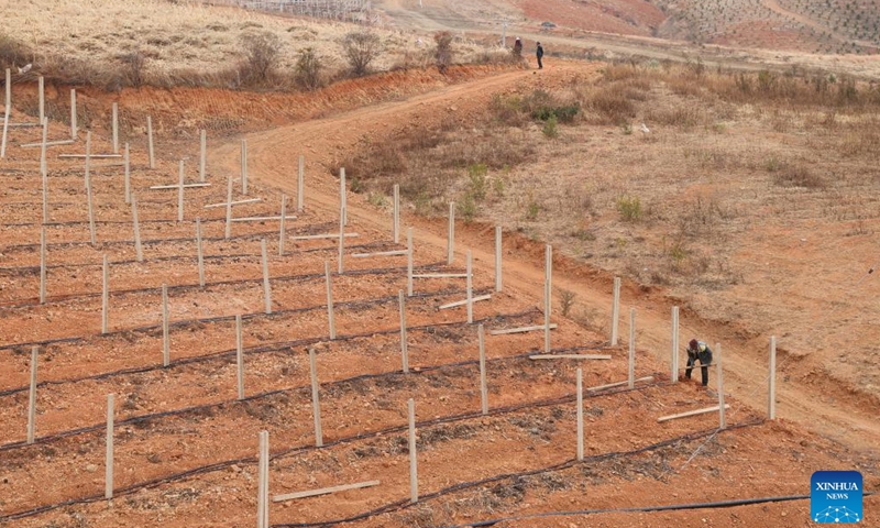 Villagers work at an orchard in Jizushan Town of Binchuan County, southwest China's Yunnan Province, Feb. 21, 2022.Photo:Xinhua