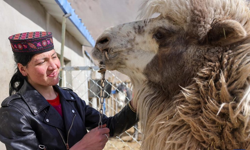 A villager takes care of a camel at home in Rasekam Village of Taxkorgan Tajik Autonomous County, northwest China's Xinjiang Uygur Autonomous Region, Feb. 24, 2022.Photo:Xinhua