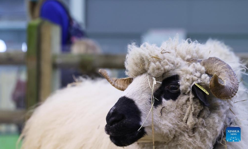 A sheep is seen during the 58th International Agriculture Fair at the Porte de Versailles exhibition center in Paris, France, Feb. 26, 2022.Photo:Xinhua