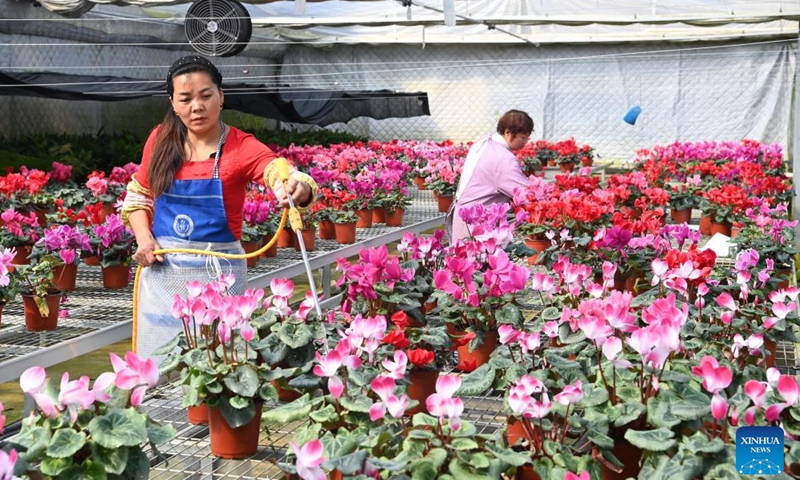 Employees water flowers at a flower cultivation base in Shaba Village of Liuba County in Hanzhong, northwest China's Shaanxi Province, Feb. 24, 2022.Photo:Xinhua
