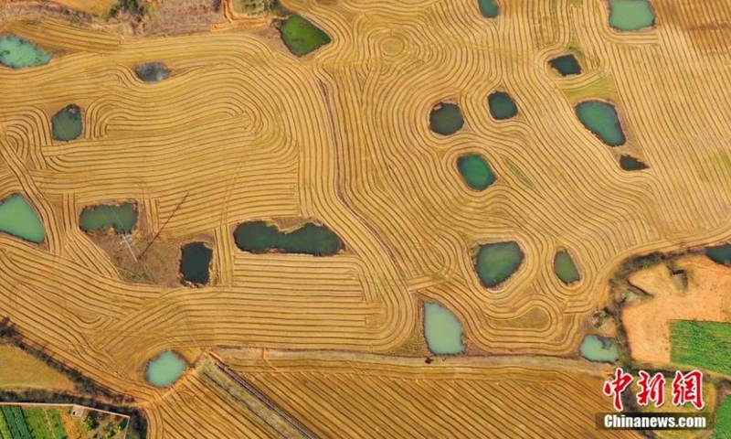 Aerial view shows the fields ready for spring ploughing in Taihe county, Ji'an, Jiangxi Province, Feb. 25, 2022. The ploughed fields look like fingerprints of the Earth. (Photo: China News Service/Deng Heping)