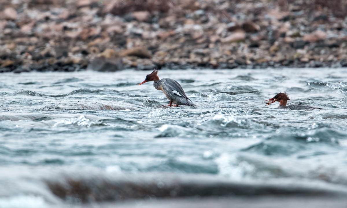 Birds hunt on a tributary of the Yangtze River in Chongqing. The Baisha Yangtze River Bridge in Chongqing Photos: IC