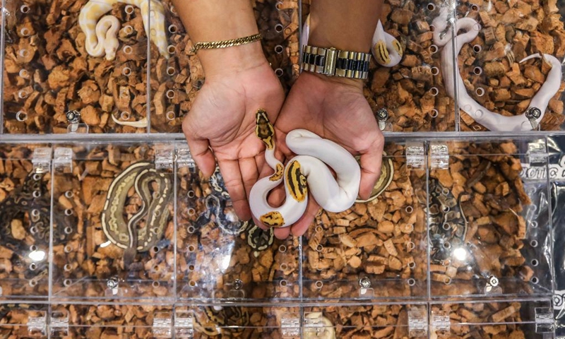 Pythons are seen during an international animal fair in Pasay City, the Philippines, Feb. 27, 2022. (Xinhua/Rouelle Umali)