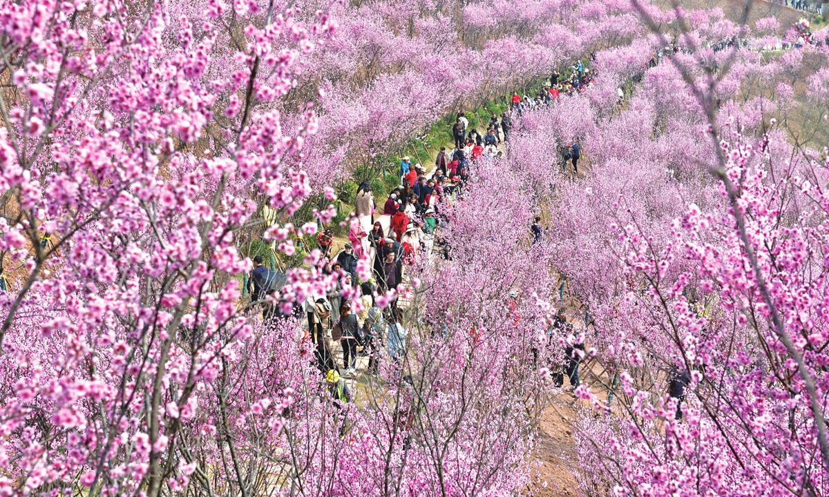 Tourists take pictures of flowers in full bloom near a railway track in Southwest China's Chongqing Municipality on February 27, 2022. Photo: IC.