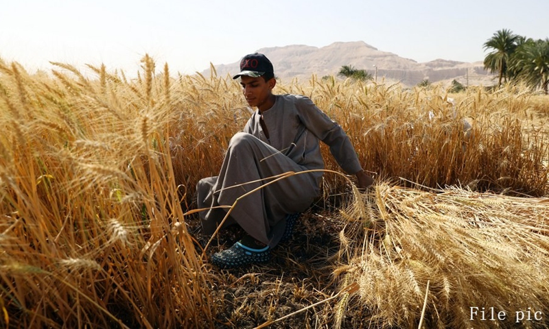 A farmer harvests wheat at fields in Luxor, Egypt, on April 9, 2021.(Photo: Xinhua)