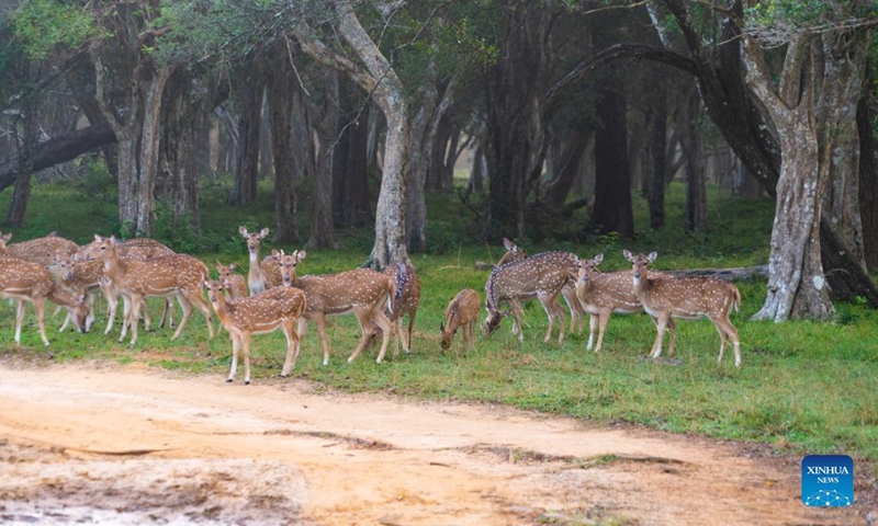Spotted deer are seen at the Wilpattu National Park, Sri Lanka, Feb. 27, 2022. The Wilpattu National Park is the largest and one of the oldest national parks in Sri Lanka. (Xinhua/Tang Lu)