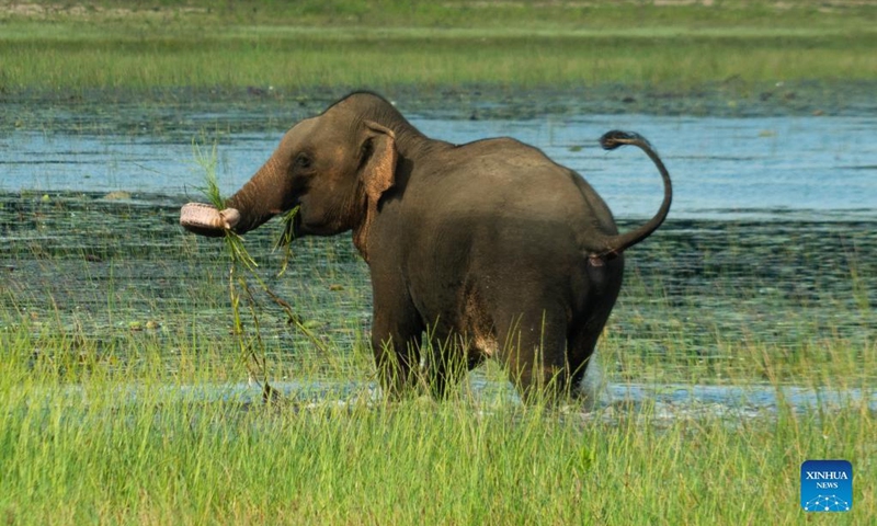An elepant is seen at the Wilpattu National Park, Sri Lanka, Feb. 27, 2022. The Wilpattu National Park is the largest and one of the oldest national parks in Sri Lanka. (Xinhua/Tang Lu)