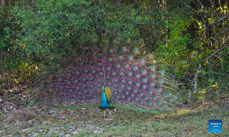 A peacock fans its tail at the Wilpattu National Park, Sri Lanka, Feb. 27, 2022. The Wilpattu National Park is the largest and one of the oldest national parks in Sri Lanka. (Xinhua/Tang Lu)