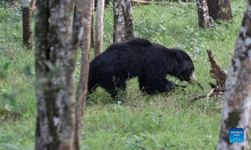 A Sri Lankan Sloth Bear searches for food at the Wilpattu National Park, Sri Lanka, Feb. 27, 2022. The Wilpattu National Park is the largest and one of the oldest national parks in Sri Lanka. (Xinhua/Tang Lu)