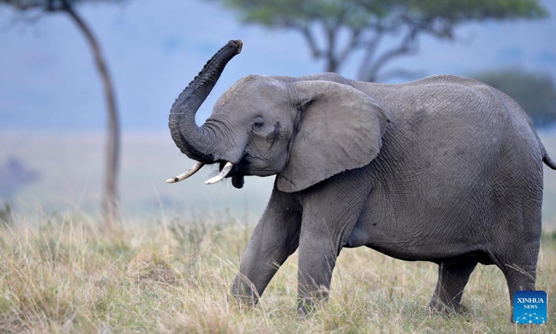 An elephant is seen at the Masai Mara National Reserve, Kenya, Aug. 30, 2021.Photo:Xinhua