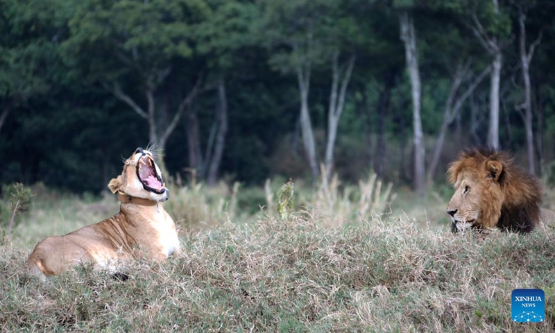 Two lions are seen at the Masai Mara National Reserve, Kenya, Aug. 30, 2021.Photo:Xinhua
