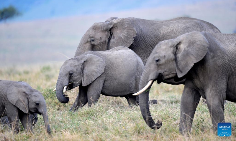 Elephants are seen at the Masai Mara National Reserve, Kenya, Aug. 30, 2021.Photo:Xinhua