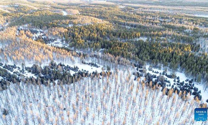 Aerial photo taken on March 1, 2022 shows the snow view in Saihanba National Forest Park in Chengde, north China's Hebei Province.(Photo: Xinhua)