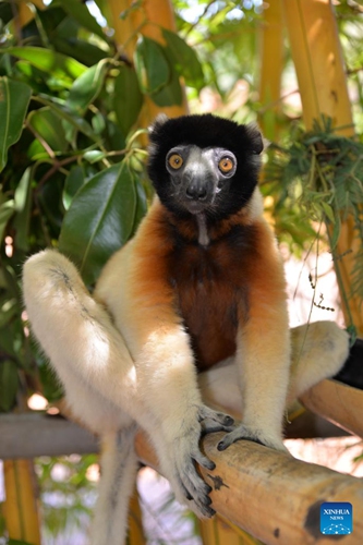 A lemur is seen in a zoo near Antananarivo, capital of Madagascar, March 2, 2022. The World Wildlife Day is observed on March 3 every year to raise the awareness on the world's wild animals and plants. (Photo: Xinhua)