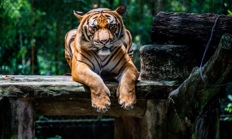 Hebat, a Malayan tiger, rests in its enclosure at Zoo Negara near Kuala Lumpur, Malaysia, on Feb. 27, 2022.(Photo: Xinhua)