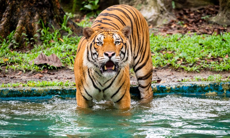 Wira, a Malayan tiger, walks around in its enclosure at Zoo Negara near Kuala Lumpur, Malaysia, on Feb. 27, 2022(Photo: Xinhua)
