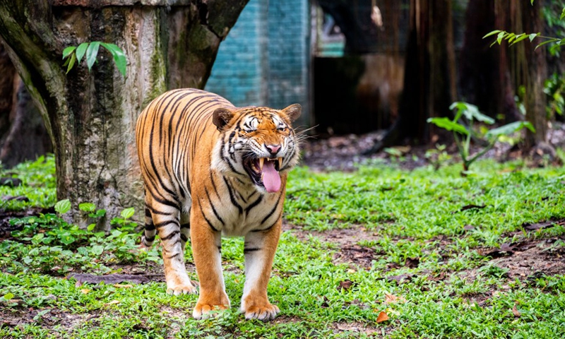 Wira, a Malayan tiger, reacts at Zoo Negara near Kuala Lumpur, Malaysia, on Feb. 27, 2022.(Photo: Xinhua)