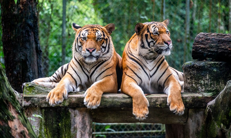 Malayan tigers Wira (L) and Hebat rest in their enclosure at Zoo Negara near Kuala Lumpur, Malaysia, on Feb. 27, 2022.(Photo: Xinhua)