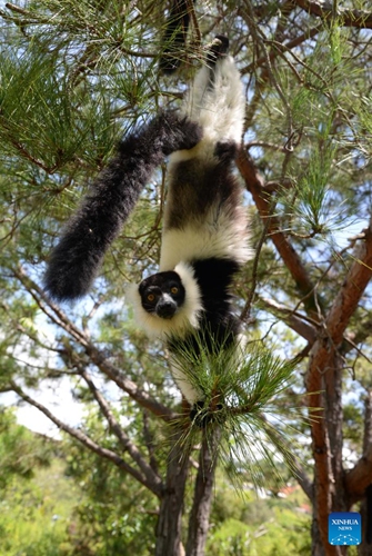 A lemur is seen in a zoo near Antananarivo, capital of Madagascar, March 2, 2022. The World Wildlife Day is observed on March 3 every year to raise the awareness on the world's wild animals and plants. (Photo: Xinhua)