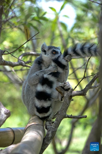 A lemur is seen in a zoo near Antananarivo, capital of Madagascar, March 2, 2022. The World Wildlife Day is observed on March 3 every year to raise the awareness on the world's wild animals and plants. (Photo: Xinhua)
