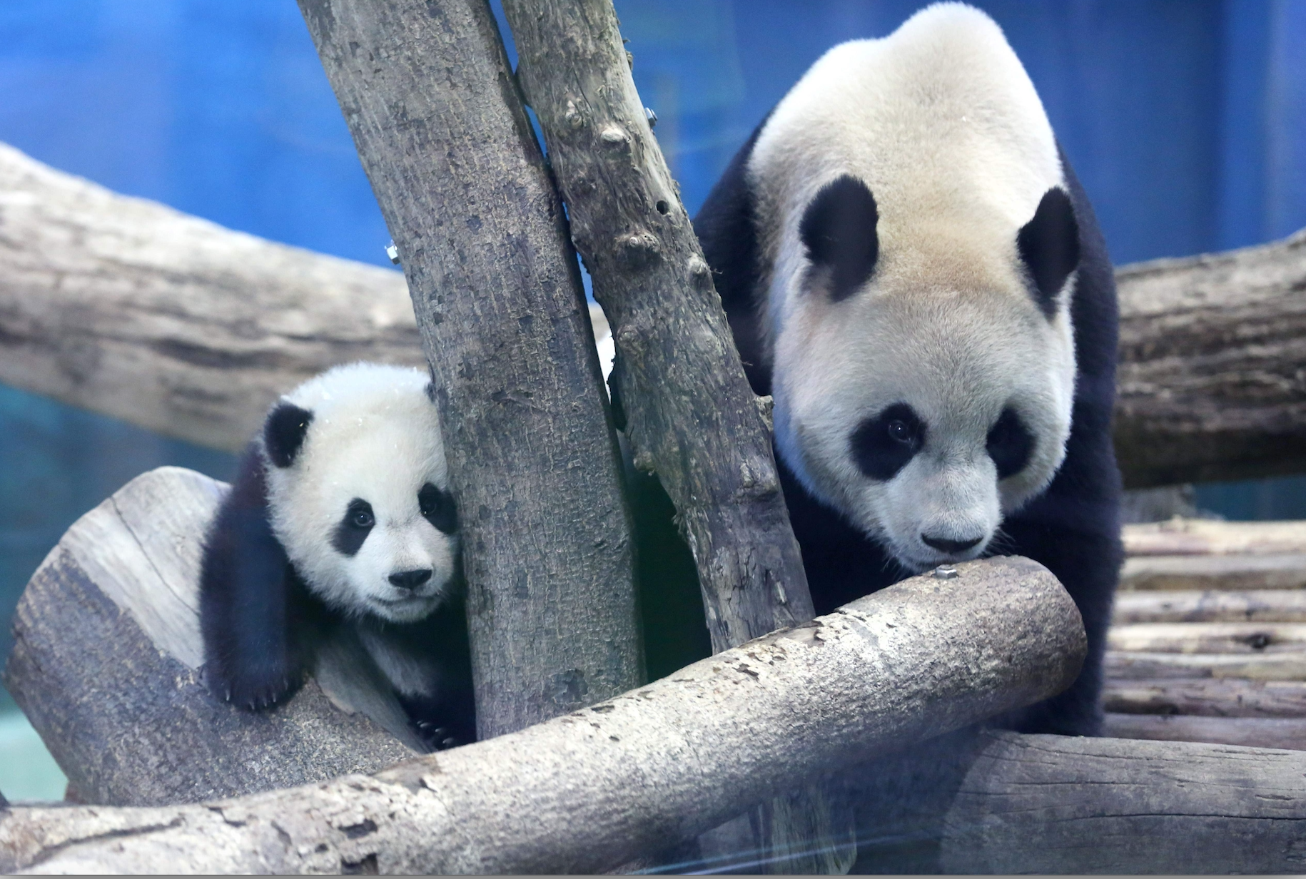 Giant pandas Yuanzai and Yuanbao at Taipei Zoo, Taipei in Taiwan island Photo: VCG