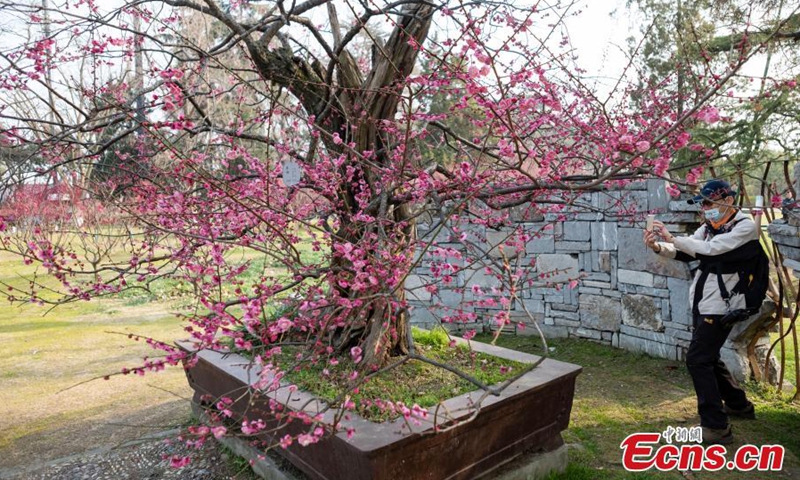 2022年3月2日，在中国东部江苏省省会南京市玄武湖公园，一棵600年历史的梅树盛开。图片：中新社