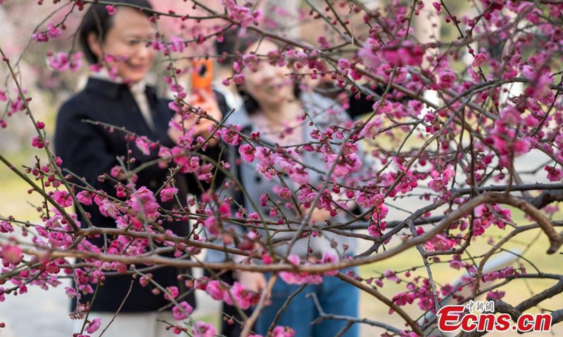 2022年3月2日，在中国东部江苏省省会南京市玄武湖公园，一棵600年历史的梅树盛开。图片：中新社