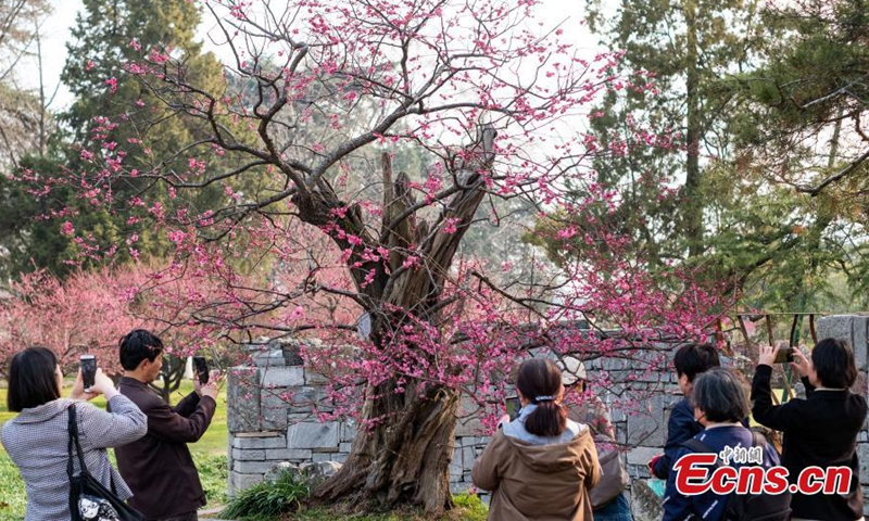 A 600-year-old plum tree is in full blossom at Xuanwu Lake Park, Nanjing, capital of east China's Jiangsu Province, March 2, 2022.Photo:China News Service