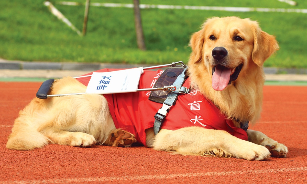 Photo: China Guide Dog Dalian Training Base